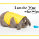 Illustration for article titled This Cosplaying Rabbit Is Already The Best Calendar Idea Of 2015